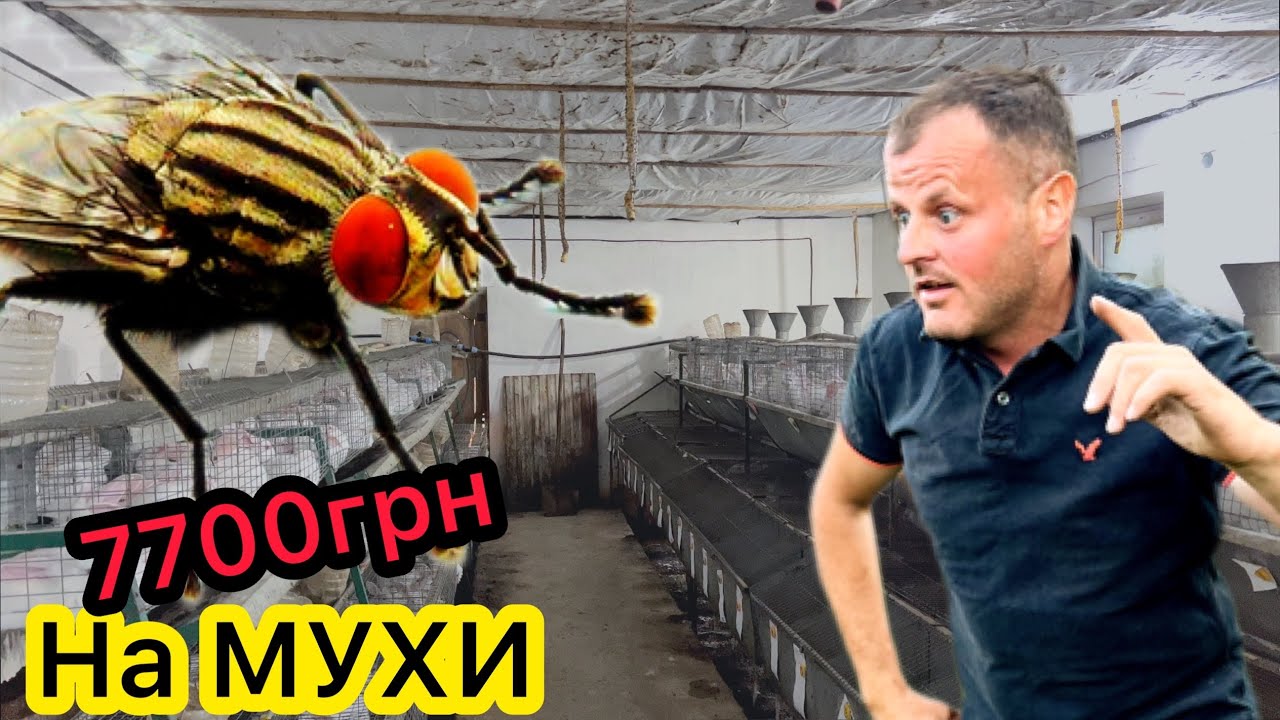 Як позбутися МУХ в сараї / Розведення КРОЛІВ