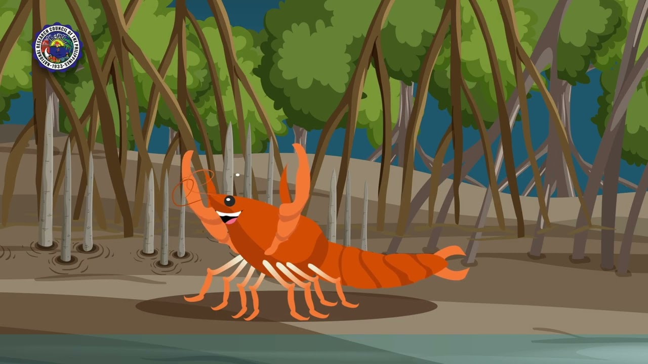 Crustaceans of Siargao - Scorpion Mud Lobster, (Thalassina anomala)