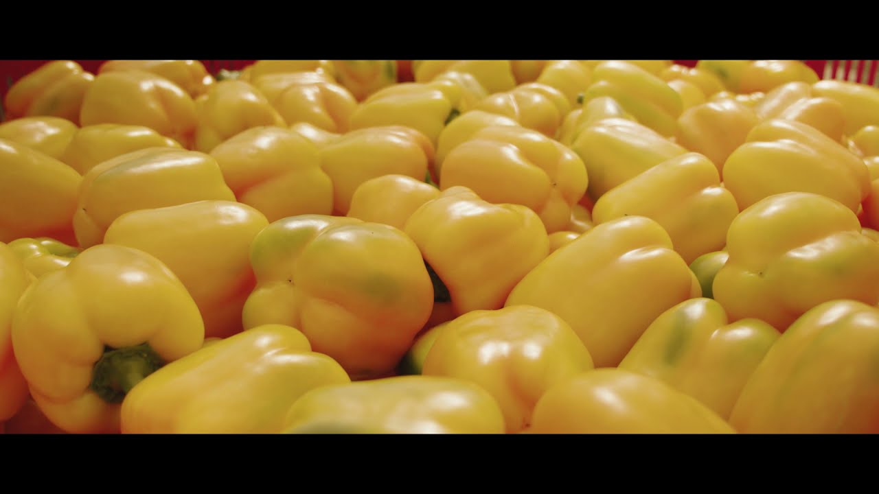 El cultivo de pimiento en la Región de Murcia