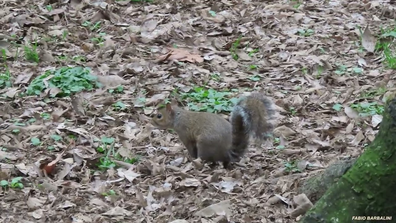 Lo scoiattolo nei giardini pubblici