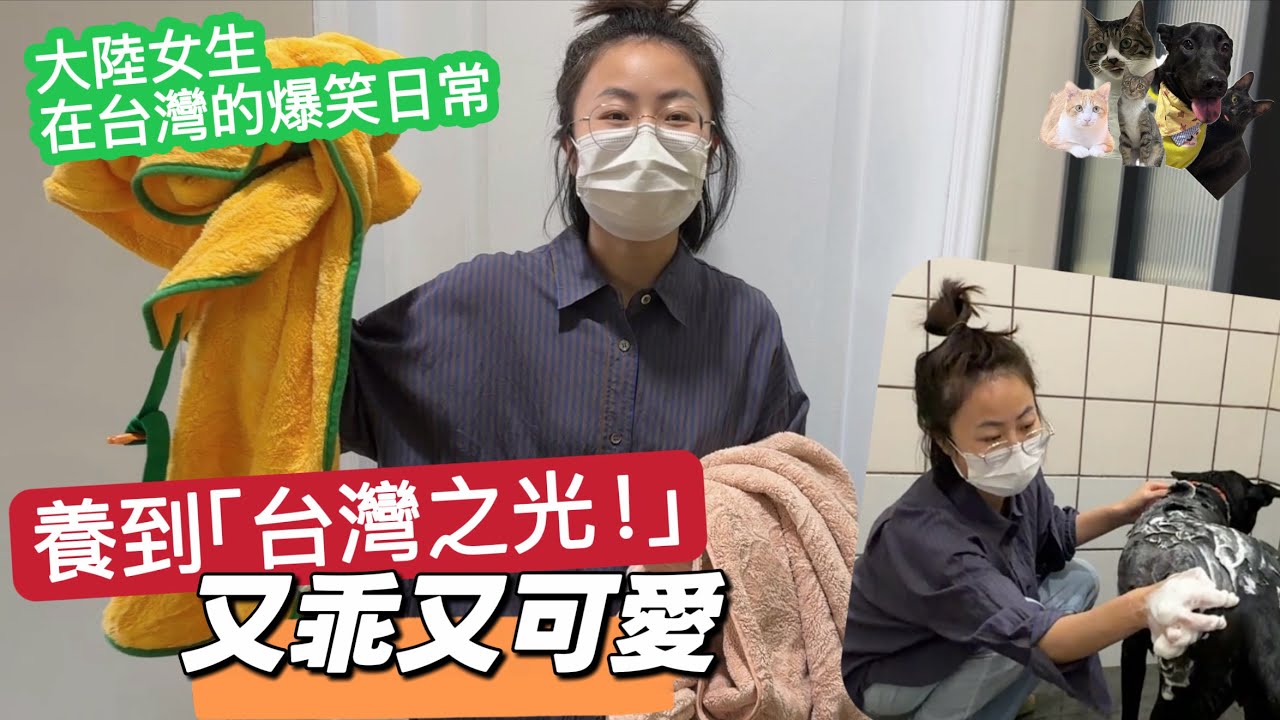 今天分享爆笑瞬間！原來台灣土狗這麼厲害… 😂Aki