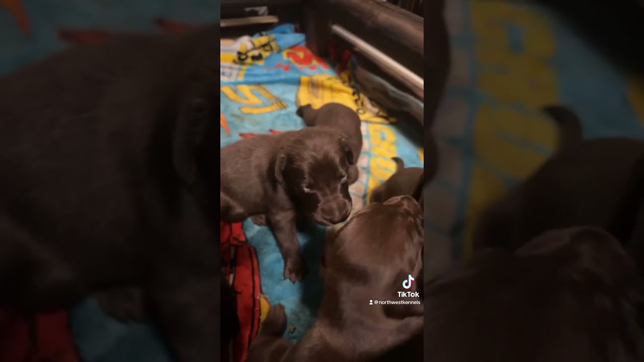 Open eyes‼️‼️Let these puppies grow!! 