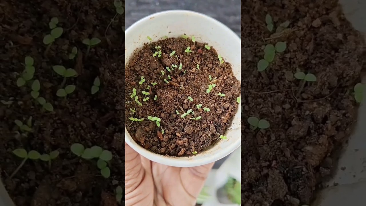 Growing petunias from seeds - the full process #gardening #diy