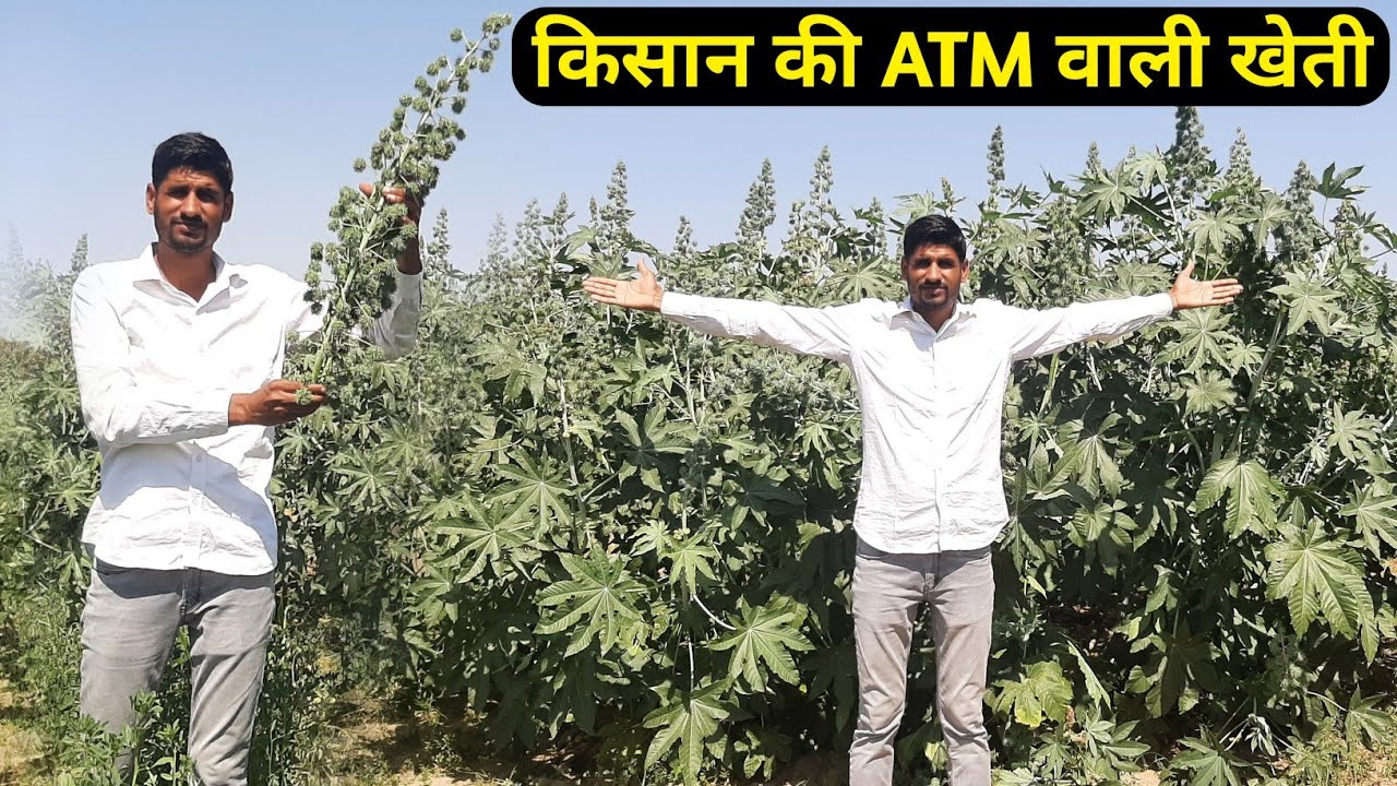 अरण्डी कि खेती कम लागत ओर ज्यादा कमाई |Castor ki kheti अरंडी की खेती लाखों रु की कमाई top variety