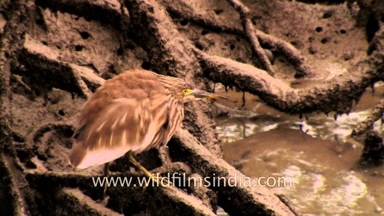Indian Pond Heron or Paddybird (Ardeola grayii) at Sundarbans