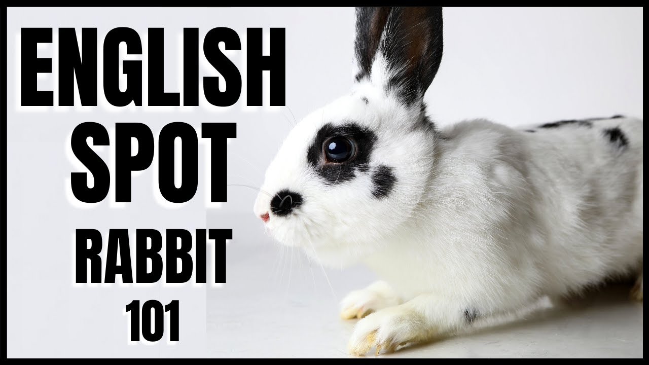 English Spot Rabbit 101