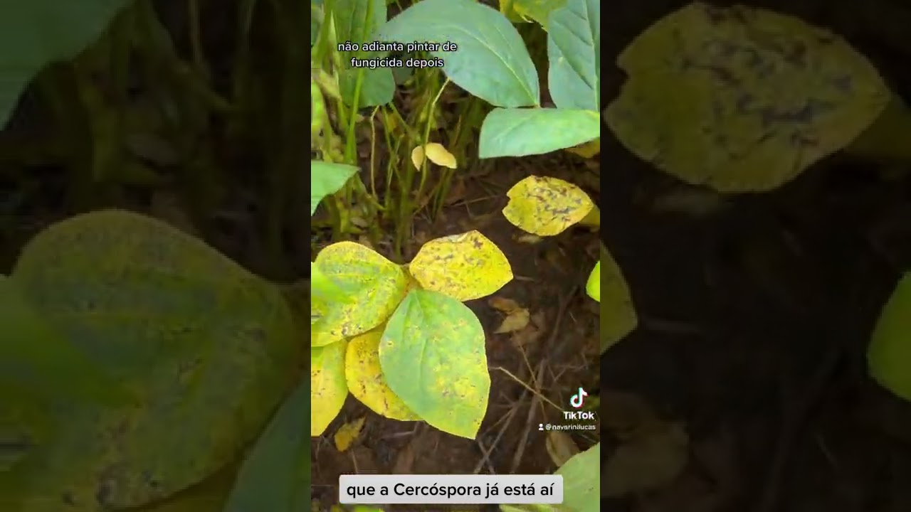 cercospora - soja - curativo - n&atilde;o tem como n&eacute; !!!