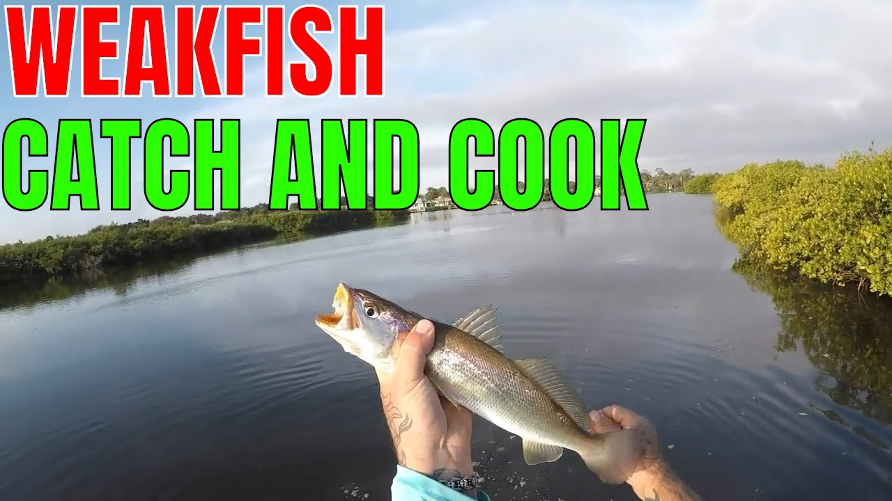 SURPRISE WEAKFISH CATCH AND COOK..QUICK AND SIMPLE