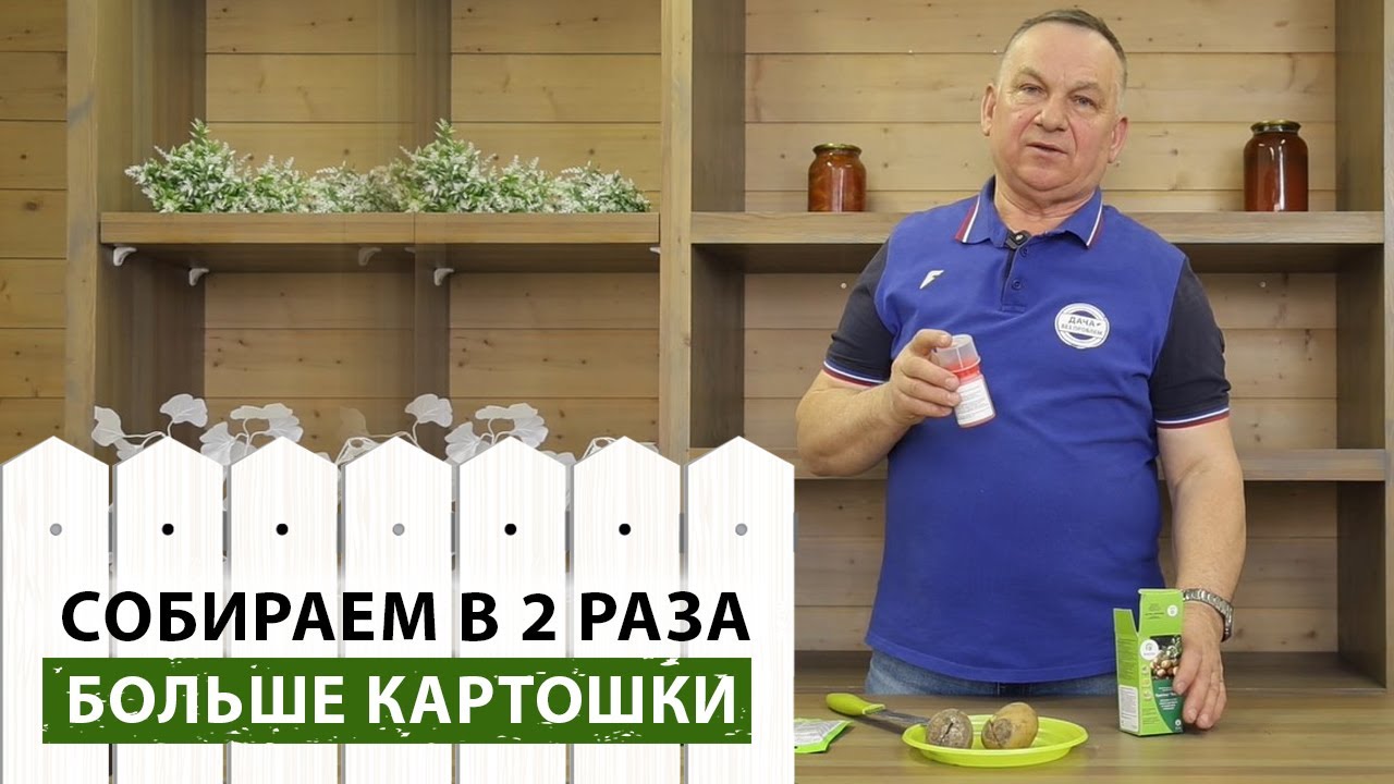 Надежная защита картофеля от болезней и вредителей! Чем обработать картофель перед посадкой?
