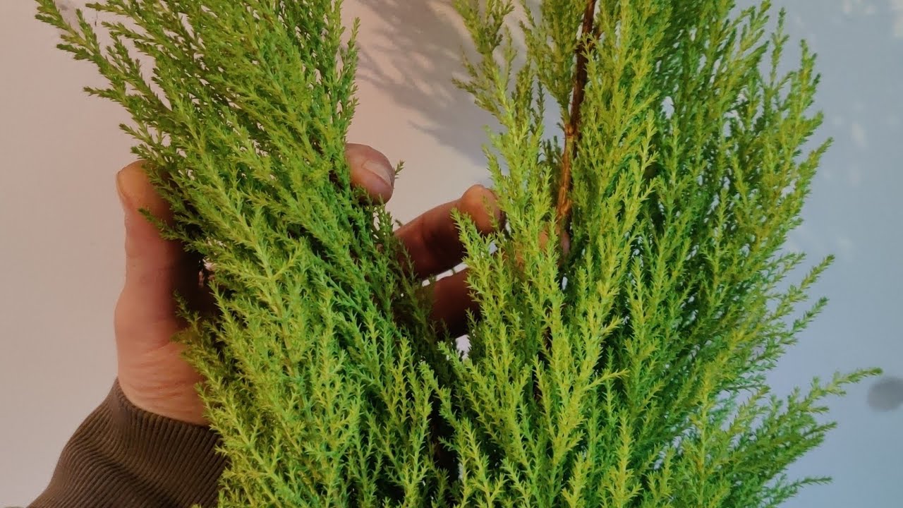 lemon cypress becomes twin trunk bonsai February 2025
