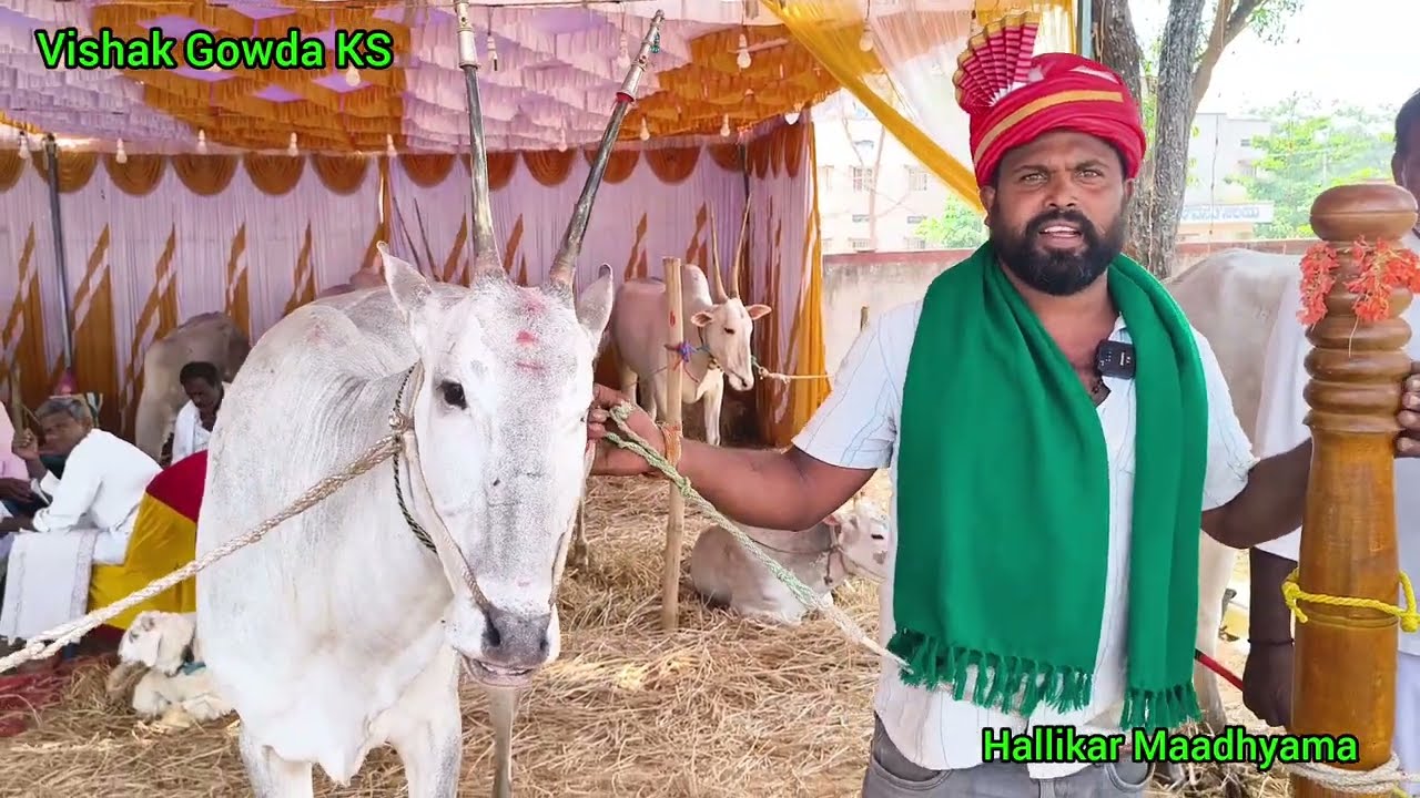 Top Hallikar Bulls and cows| #topquality #hallikar #viralvideo #cow #challi #mandya #hallikarcows