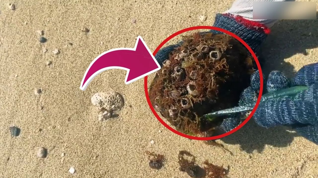 HORRIFIC TRUTH! This Turtle’s Pain Shows How Broken Our Ecosystem Is #BarnacleRemoval