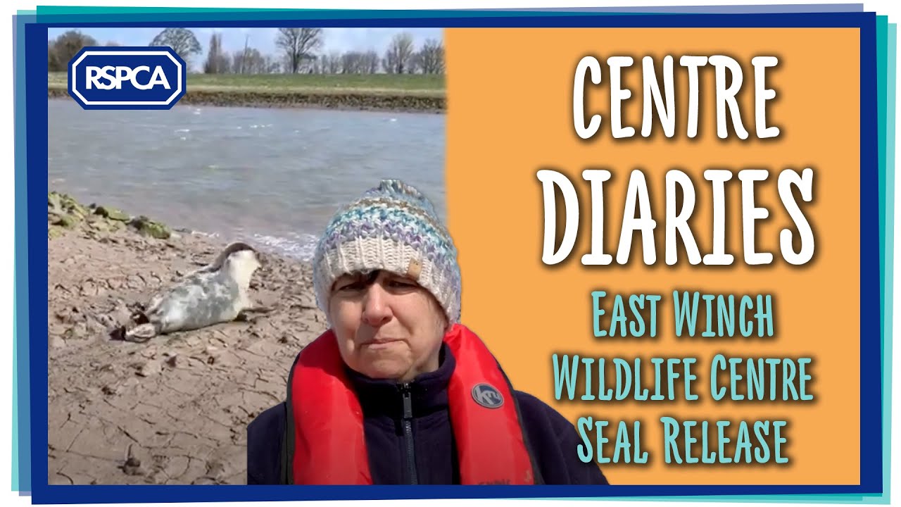 RSPCA seal release vlog - East Winch wildlife centre