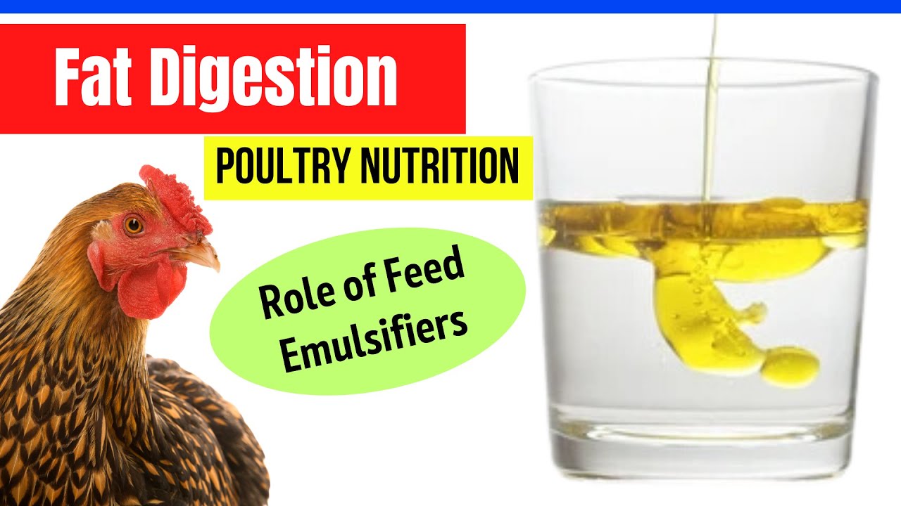 Oil inclusion in Poultry #feed  | Emulsifiers in #Poultry #Nutrition | Fat Digestion in Poultry