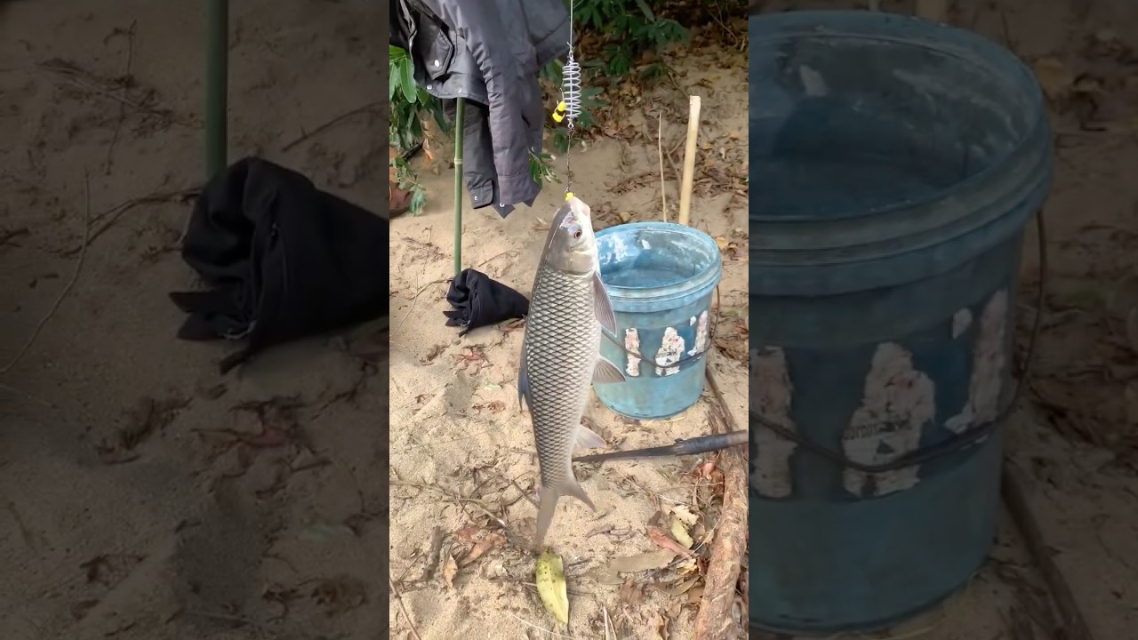ගුලි බලෙන් අල්ලන මාලු 🐬 #fishing #deduruoya #fishflex #carpfishing #riverfishing