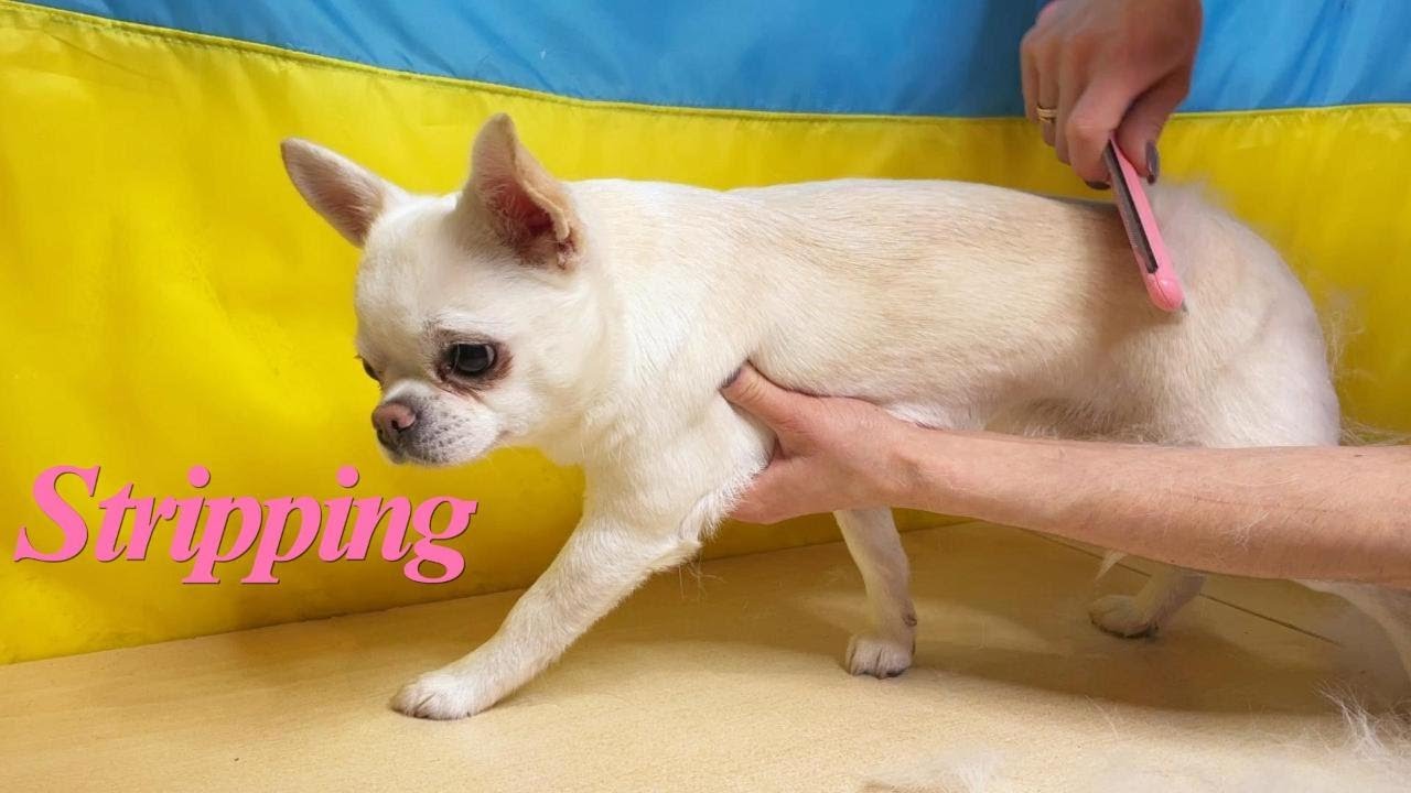 Little white miracle Chihuahua - Stripping | Маленьке біле чудо Чіхуахуа — Трімінг