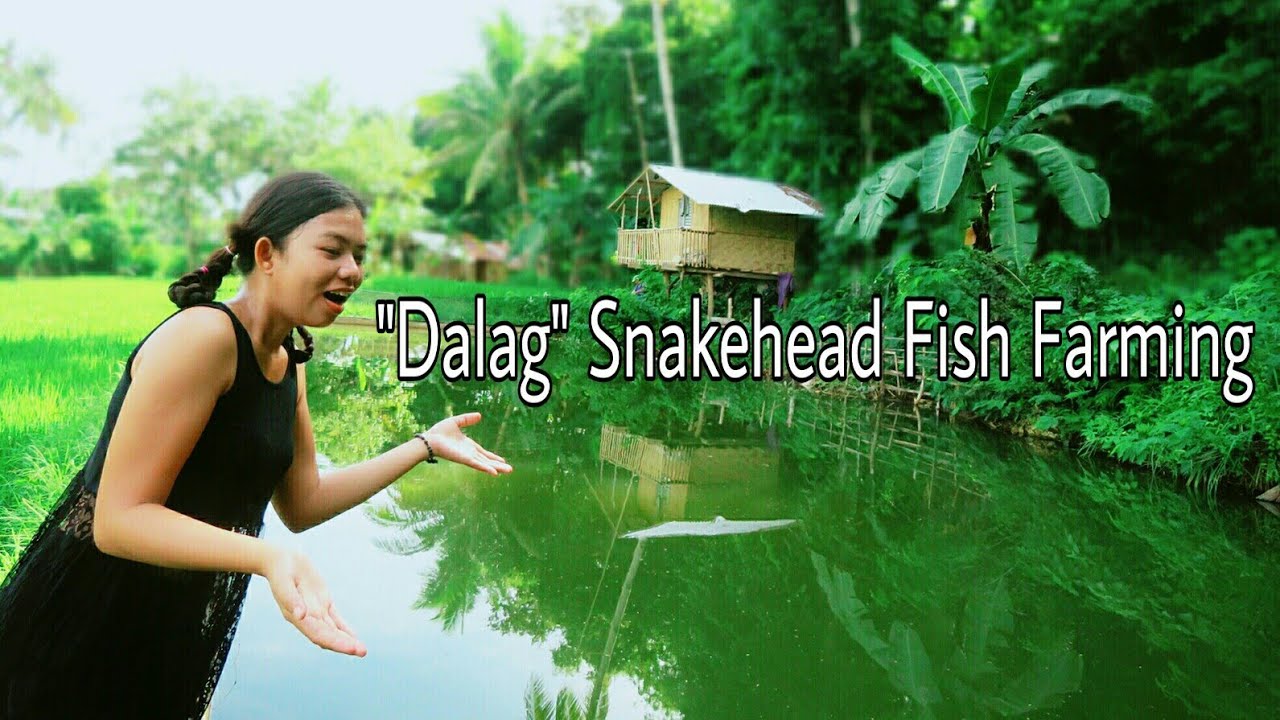 Grabe! Ganito Na Kalaki Ngayon Ang Aming Dalag 