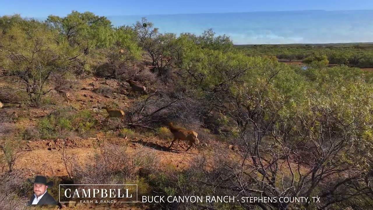 SOLD: Explore Buck Canyon Ranch: A 450 Acre Exotic High Fence Ranch in Stephens, Texas