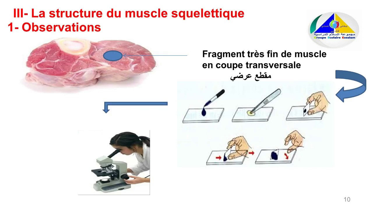 Système Musculaire (Cours SVT pour les 3AC)