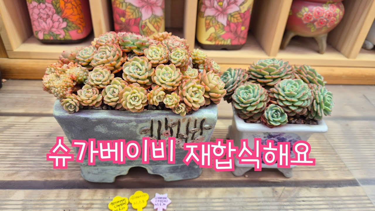 25.4.11.슈가베이비 22년도부터 잘살고 있는데 한집살이 재합식