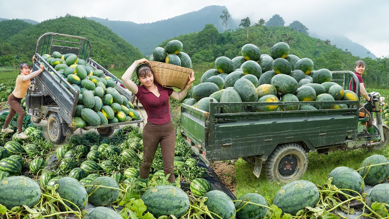 REWIND TIMELAPSE --266 Days Harvest Lots Of Watermelon, Pineapple, Mango, Banana Go To Country Sell