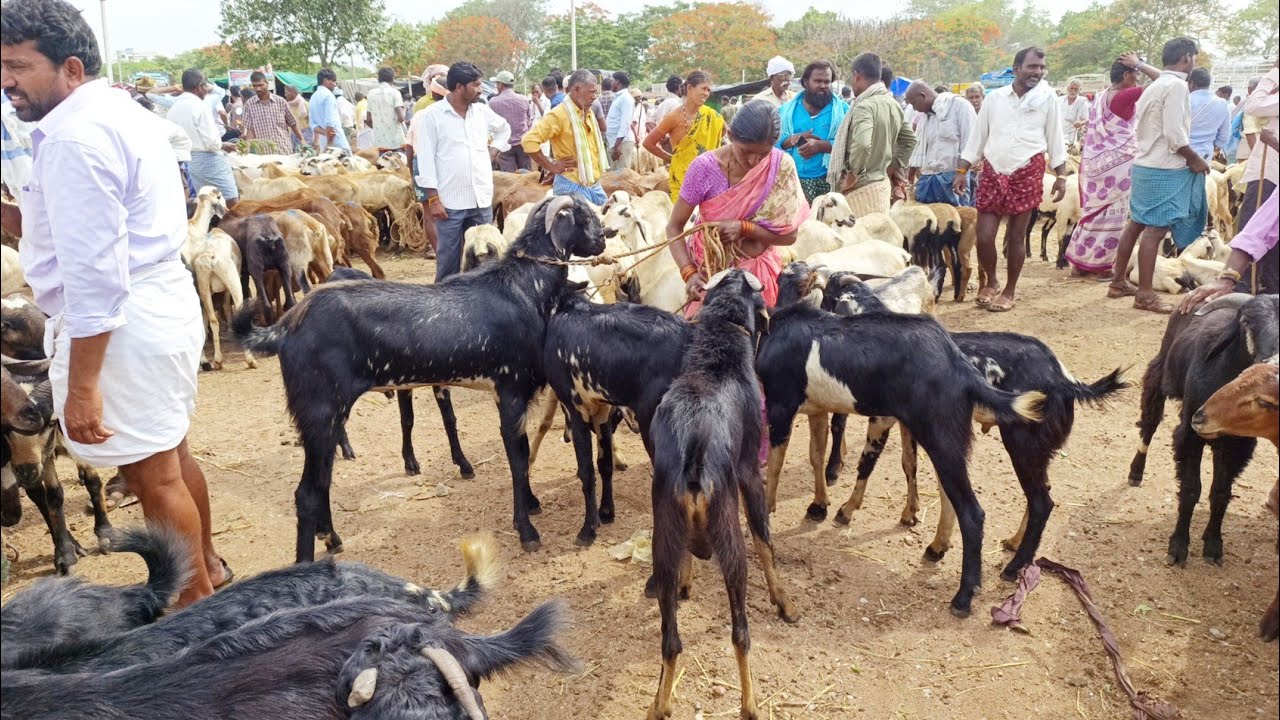 పెబ్బేరు సంతలో మేకల రేట్లు-pebbair goats market-पेब्बैर बकरि बाजार-ಪೆಬೋರು ಆಡುಗಳ ಸಂತೆ-goats videos🐐🐐🐐