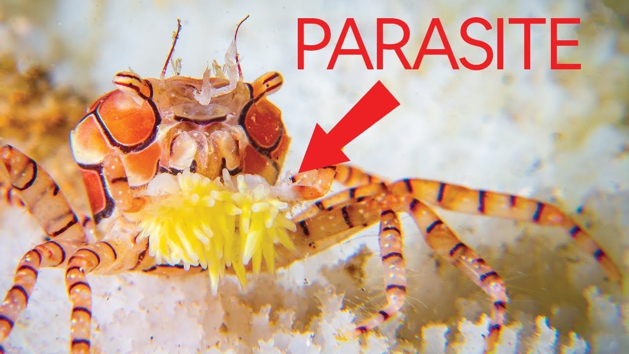 This Crab Gave Me Trust Issues