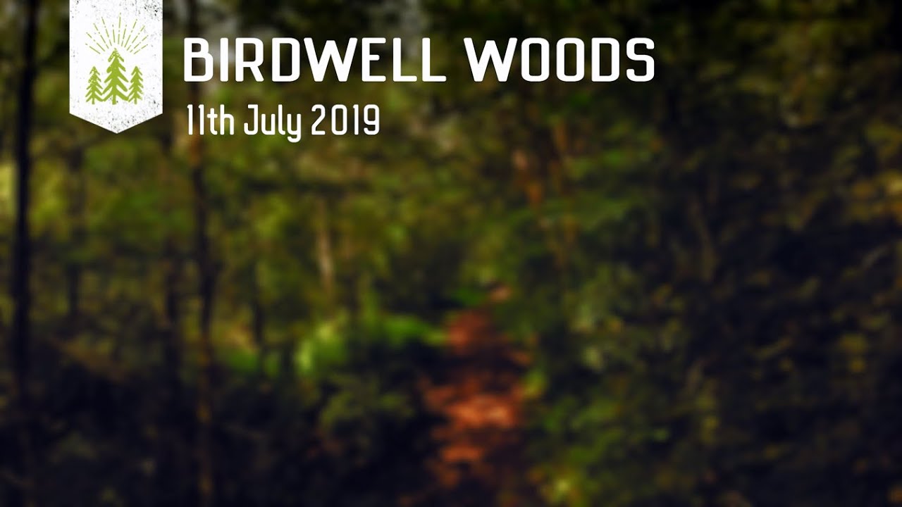 Birdwell Woods - Drone