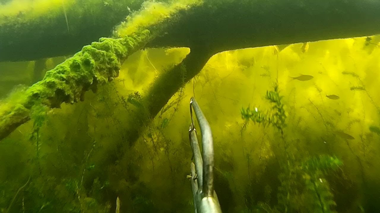 ПОДВОДНАЯ ОХОТА БЕЛАРУСЬ ОЗЕРО ЦЫГАНОВО / UNDERWATER HUNTING @РЫБАЛКА С ОХОТОЙ