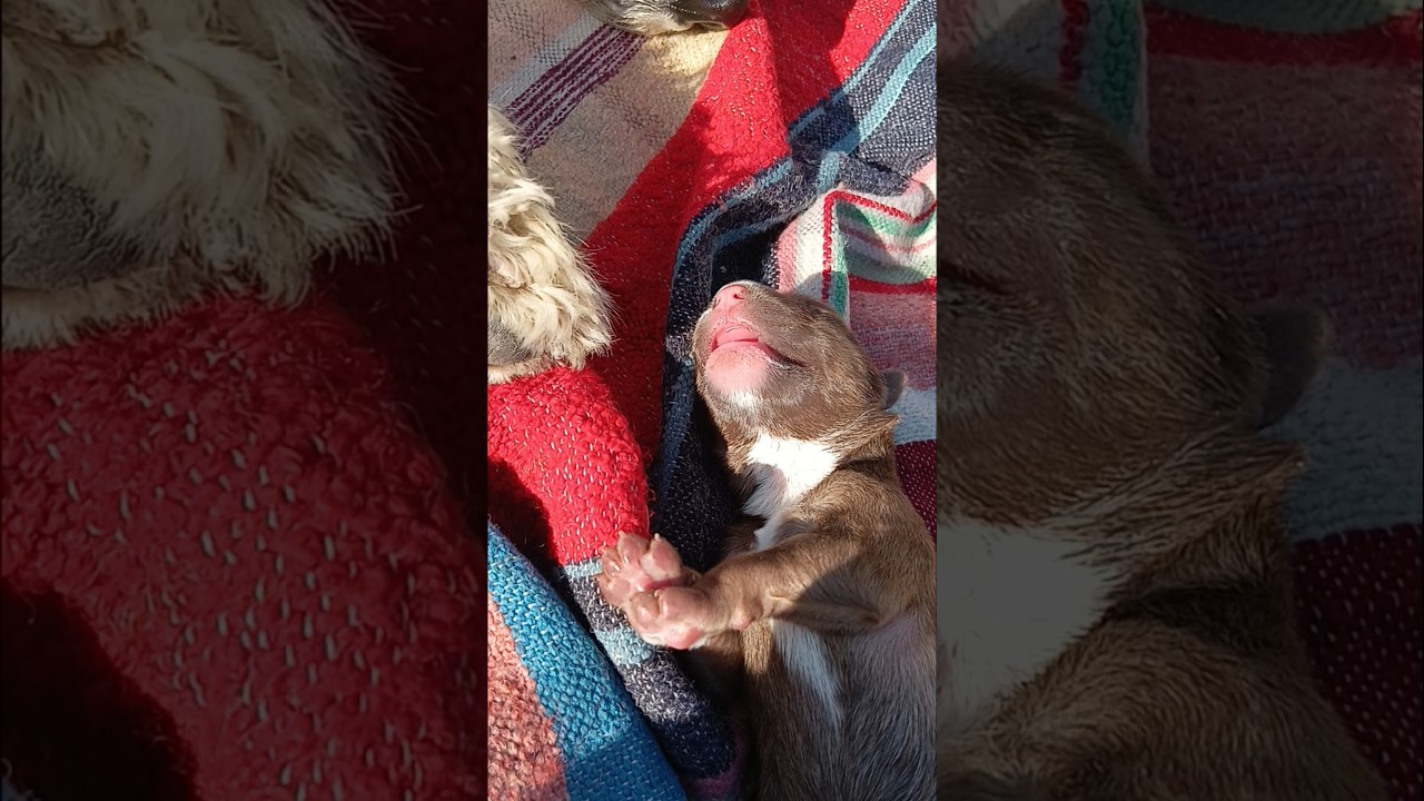 2day's Cute Newborn puppies