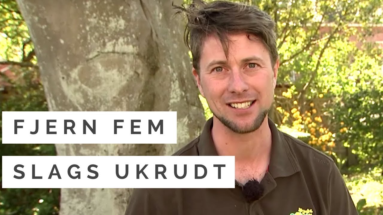 Gartner: Sådan fjerner du ukrudt - mælkebøtter, padderokker, skvalderkål, tidsler, brændenælder