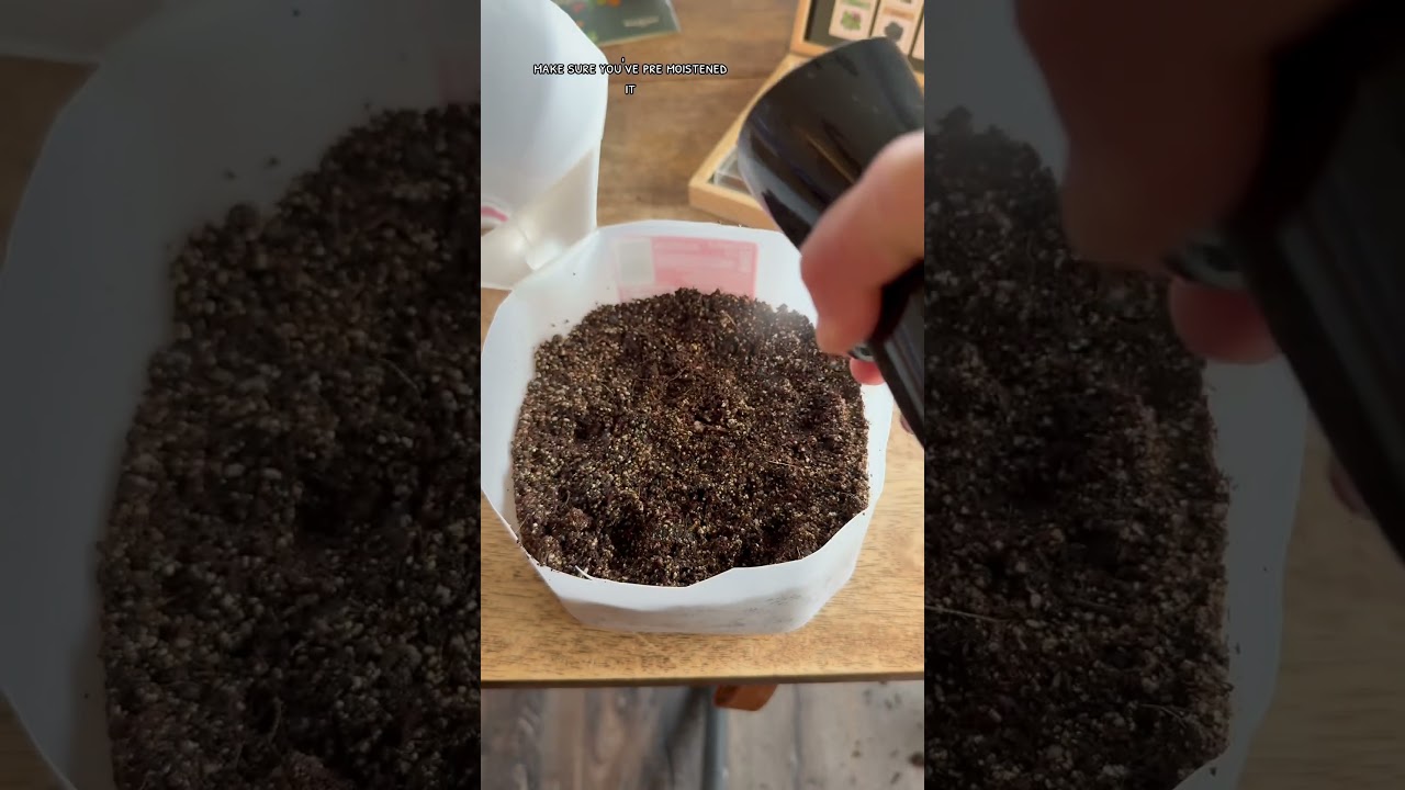 How to Winter Sow - planting spinach in a milk jug greenhouse #wintersowing #milkjuggreenhouse