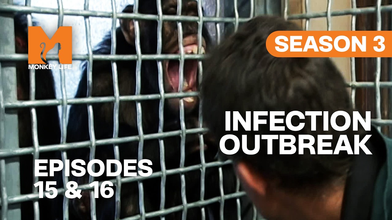Emergency as Infection Spreads | Monkey Life Season 3 Episodes 15 & 16 | Full Episodes | Monkey Life