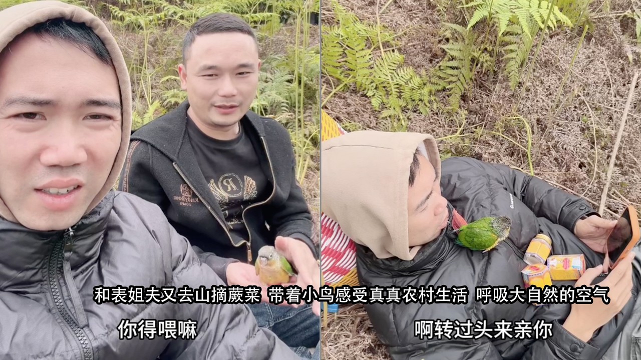 和表姐夫又去山里摘蕨菜  带着小鸟感受真真农村生活  呼吸大自然的空气