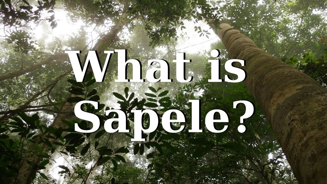 What is Sapele