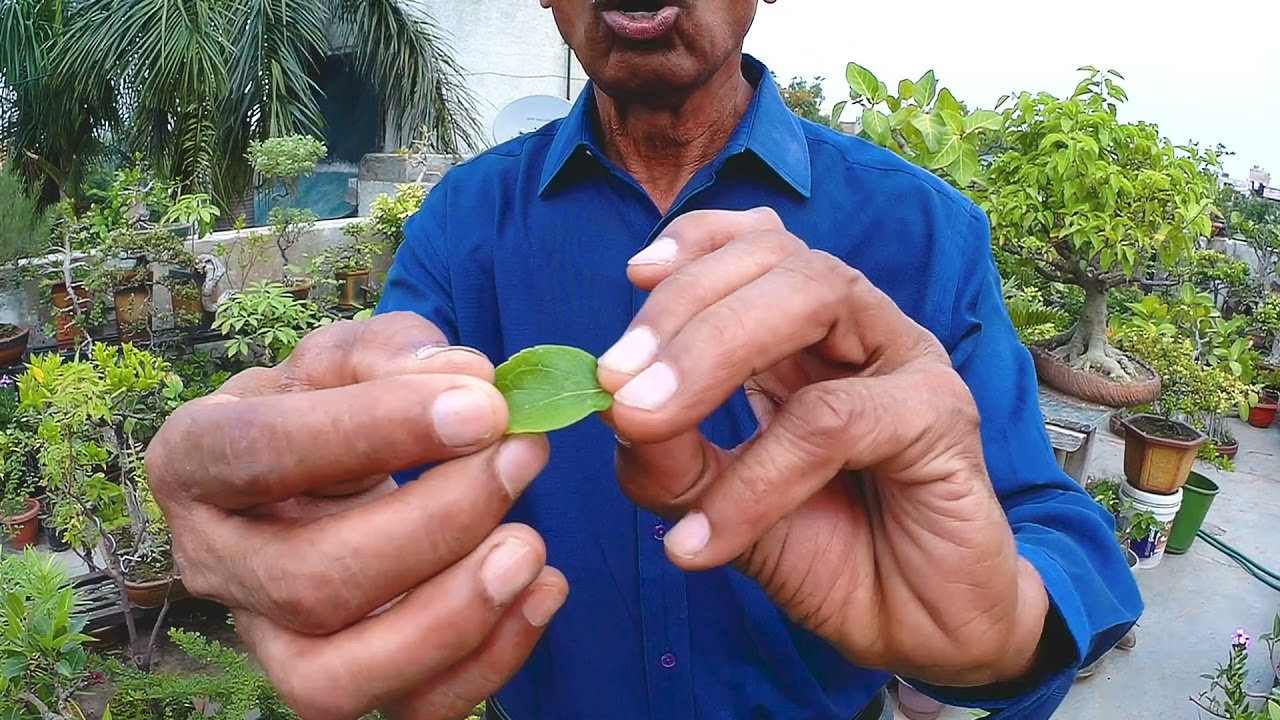 IMPORTANCE OF WATERING IN BONSAI