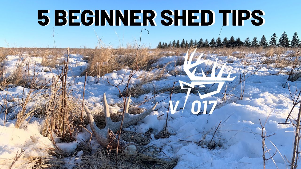 Top 5 Shed Hunting Tips For Beginners