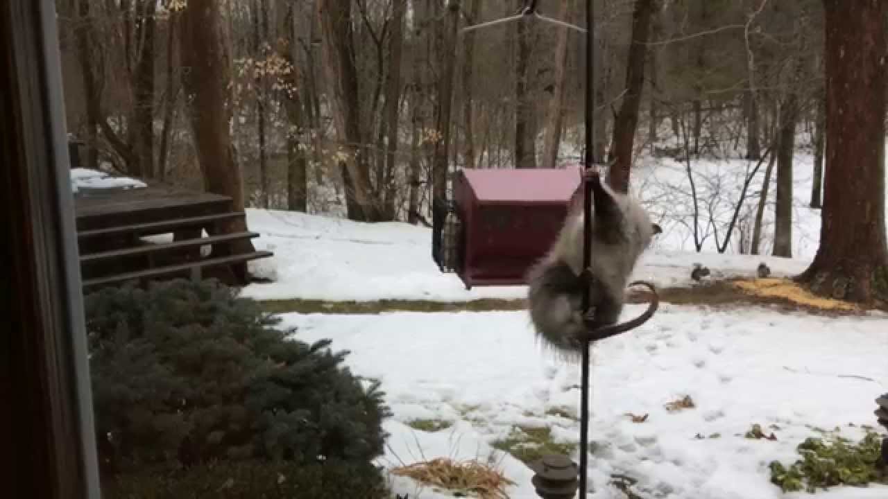 Possum climbs bird feeder - Funny!