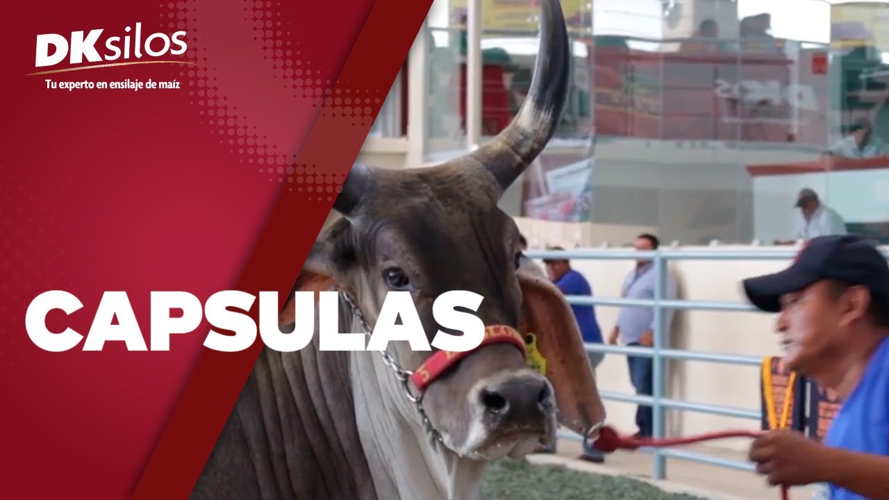 DKsilos - Caracter&iacute;sticas De Las Razas Cebuinas.