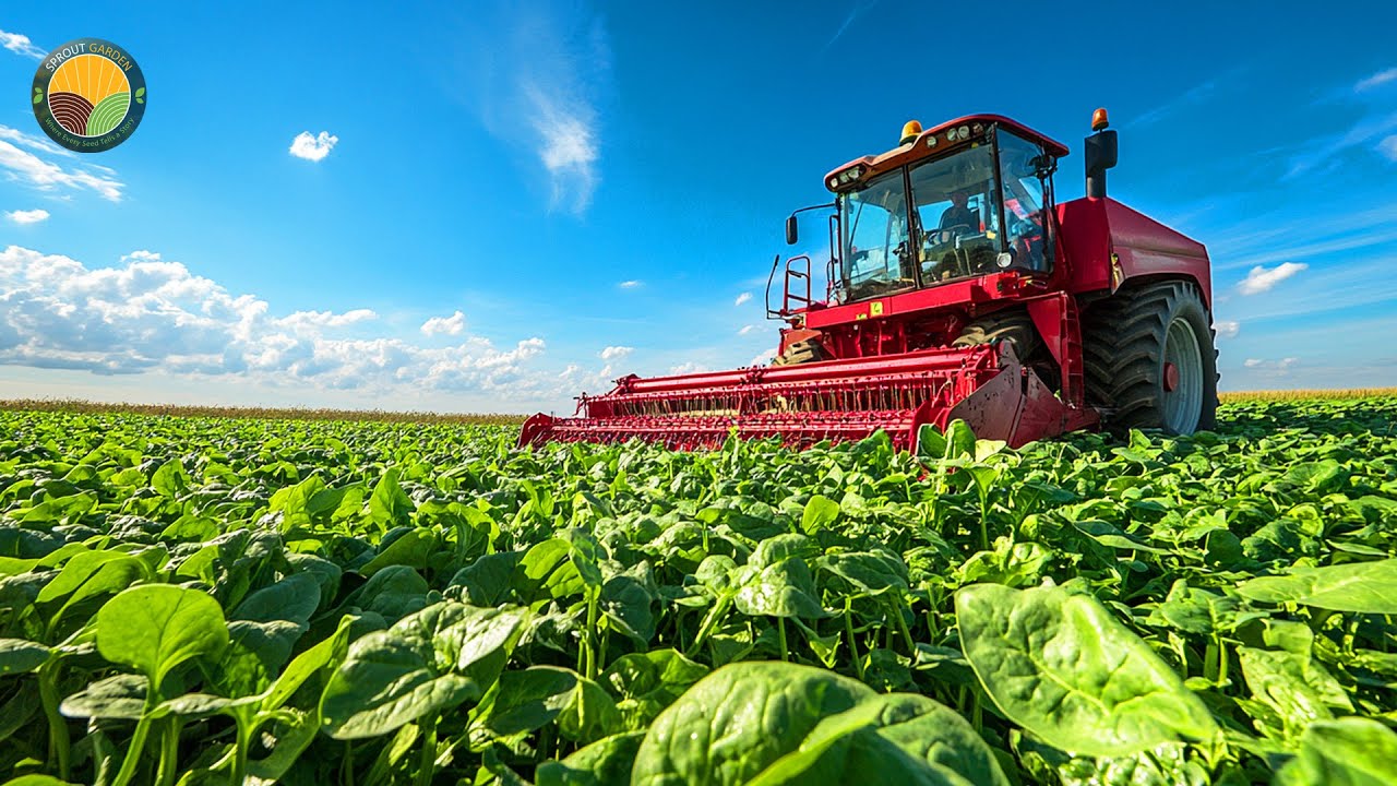 How American Farmers Harvest Nearly a Billion Pounds of Spinach This Way | Farming Documentary