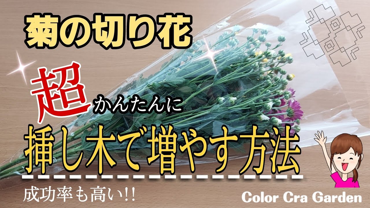 スーパーで買った菊の切り花を挿し木で増やす超簡単な方法