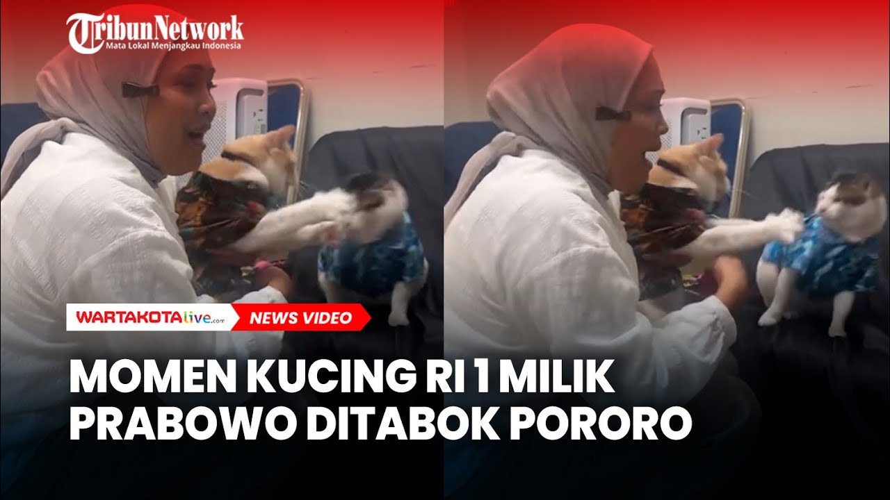 Momen Kucing RI 1 Milik Prabowo Ditabok Pororo