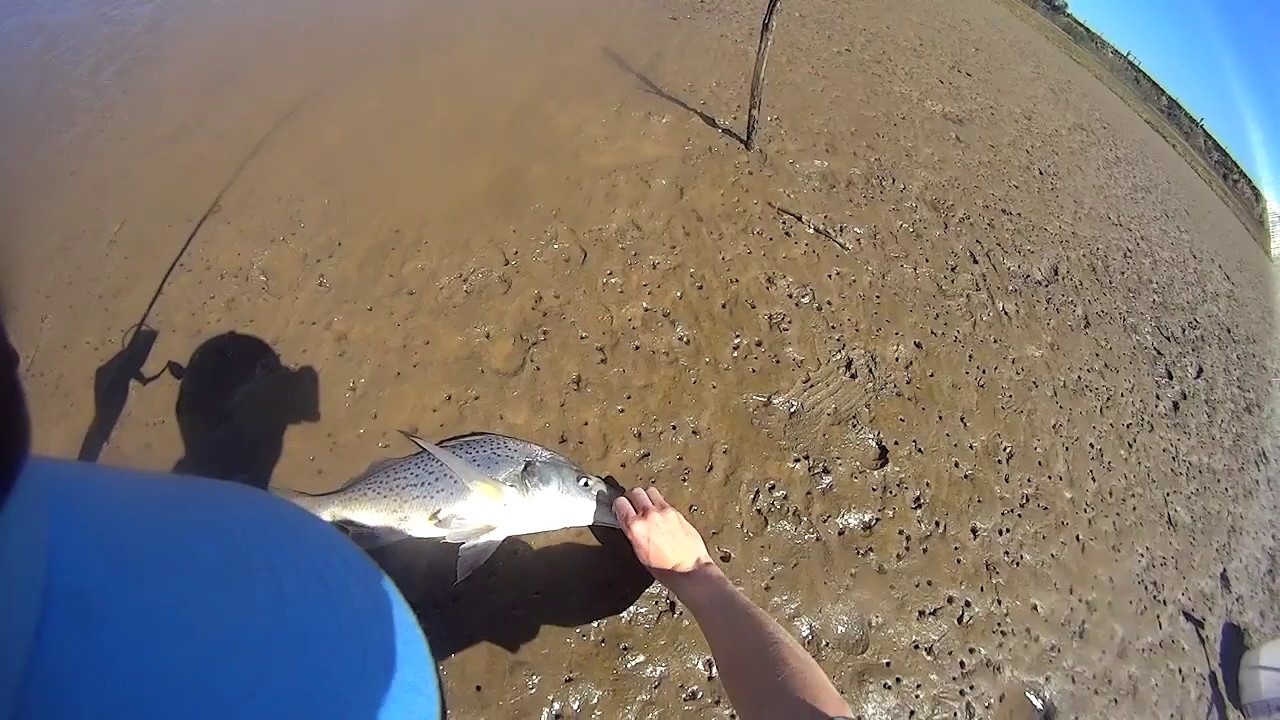 Grunter at gourits #2
