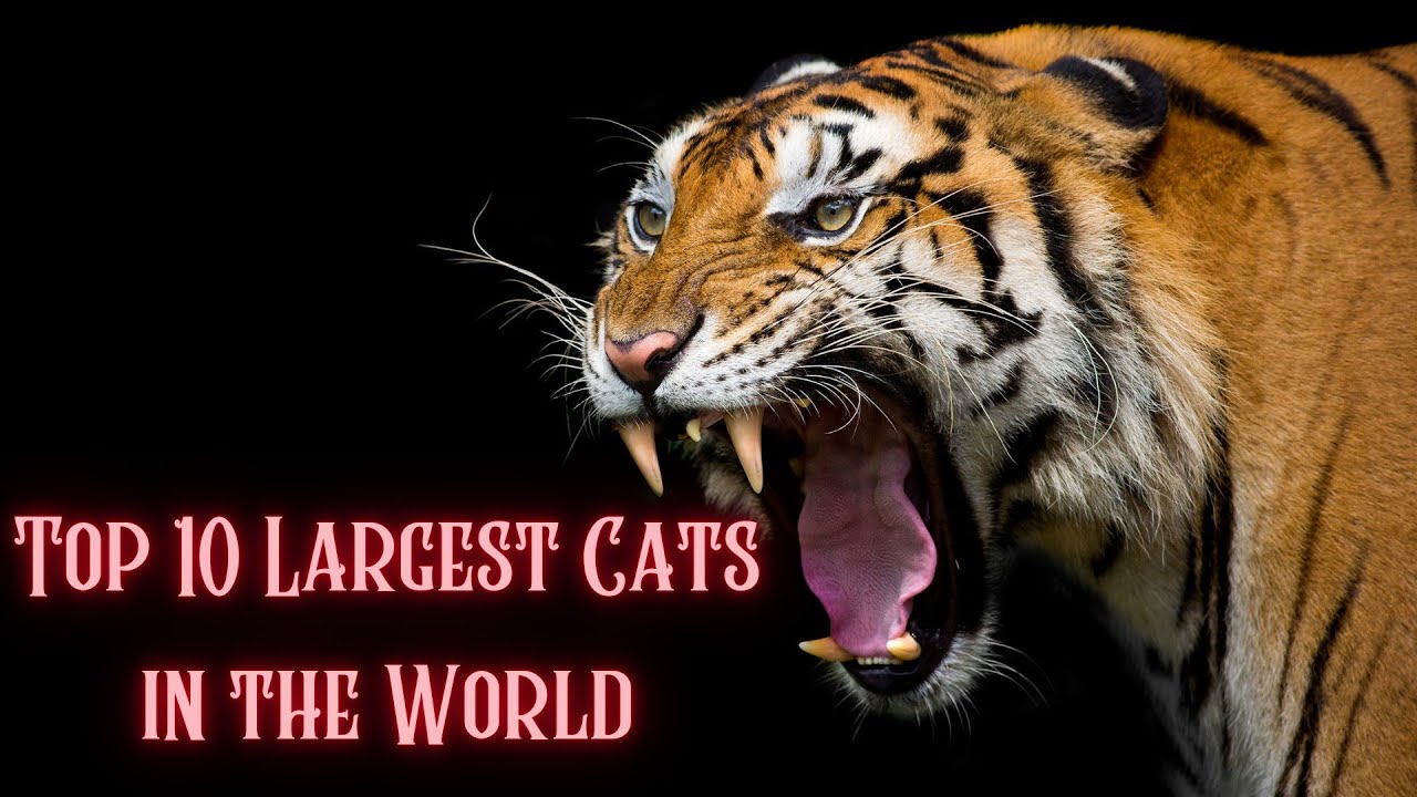 Big Cat Family Introduction - 10 Large Cats | Sustainable Development