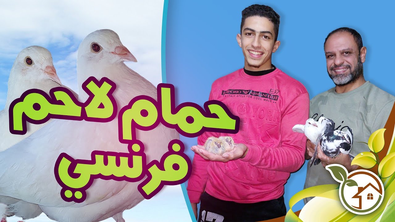 واخيرا شراء الحمام اللاحم الفرنسي هل هو اصلى