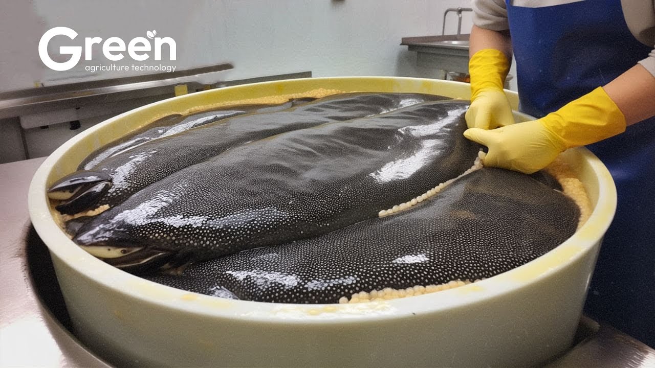Amazing Caviar Production: How The World's Most Expensive Caviar is Made!