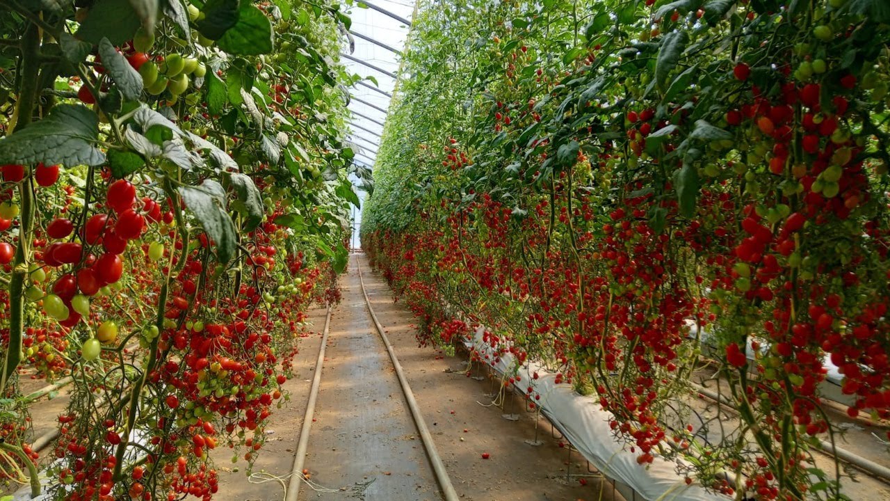Produtor investe no cultivo protegido do tomate grape!