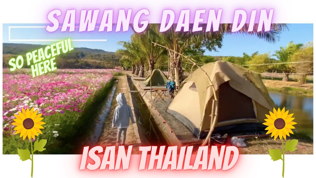 Hello Isan Thailand part 3 - Cosmos Farm at Sawang Dan Din Thailand
