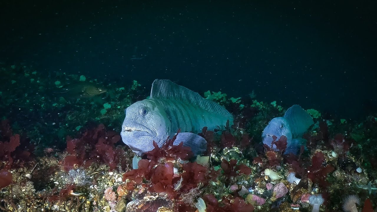 Scubadiving in Saltstraumen, Norway 