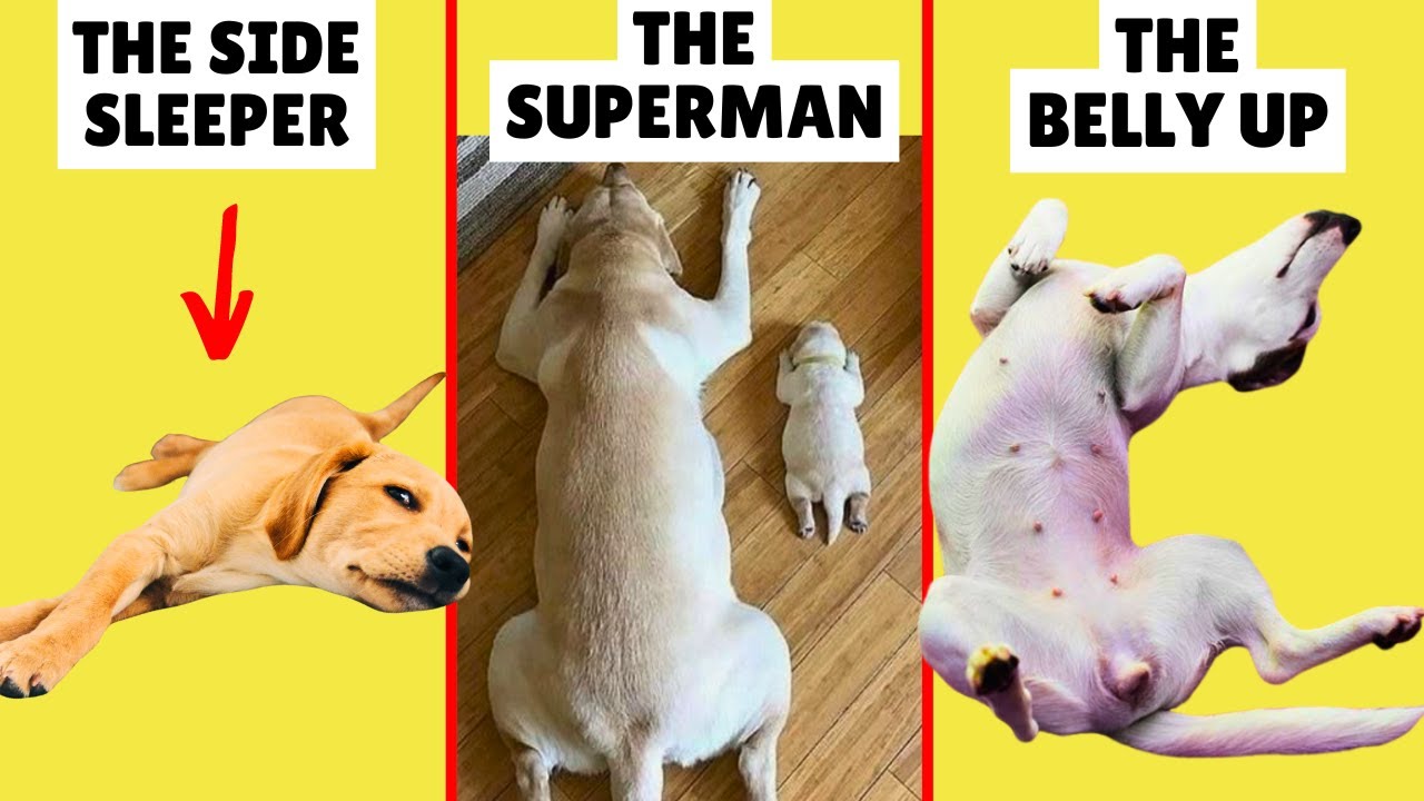 What Your Dog's Sleeping Position Reveals About Them